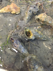 Clibanarius taeniatus