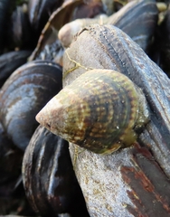 Siphonaria lessonii