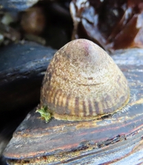 Siphonaria lessonii