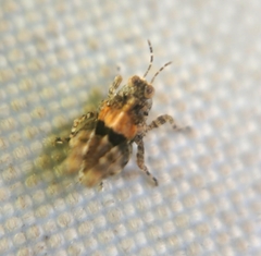 Tetrigidae