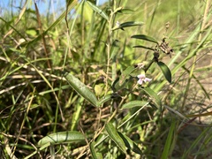 Helicteres angustifolia