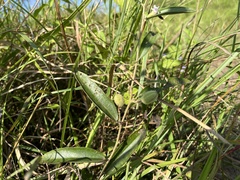 Helicteres angustifolia