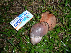 Megalobulimus popelairianus