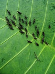 Chromacris psittacus