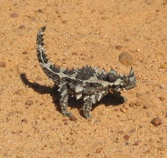 Moloch horridus