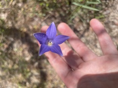 Wahlenbergia stricta