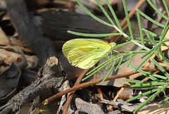 Eurema smilax