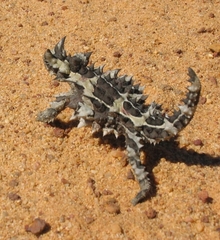 Moloch horridus