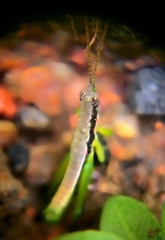 Neorthacris