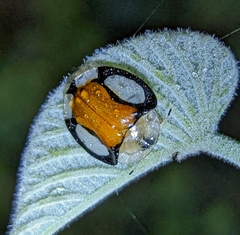 Aspidimorpha