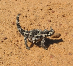 Moloch horridus