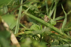 Burnsius orcynoides