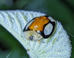 Aspidimorpha
