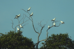 Ducula spilorrhoa