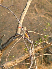 Halcyon leucocephala