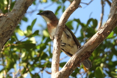 Conopophila albogularis
