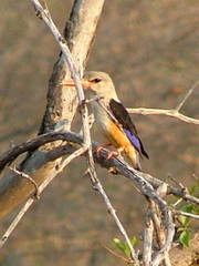 Halcyon leucocephala