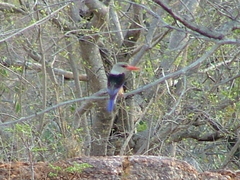 Halcyon leucocephala