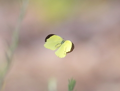 Eurema smilax