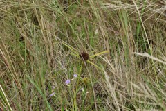 Cyperus polystachyos