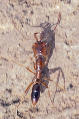 Anochetus ghilianii