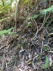 Cyclodomorphus gerrardii