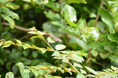 Limenitidinae