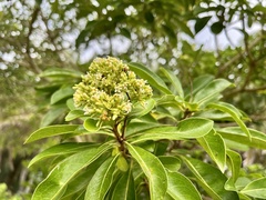 Pittosporum pentandrum