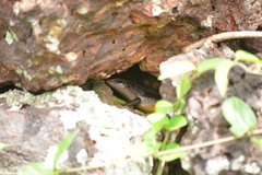 Mabuyinae