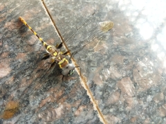 Arrenurus