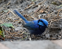 Malurus splendens splendens