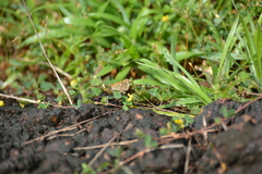 Taractrocera maevius