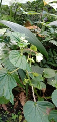 Begonia hirtella