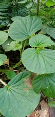 Begonia hirtella
