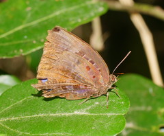 Arhopala