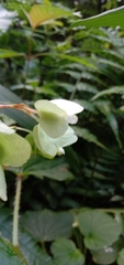 Begonia hirtella