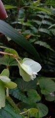 Begonia hirtella