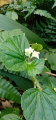 Begonia hirtella