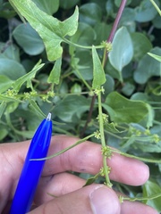 Patellifolia procumbens image