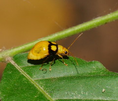 Monolepta oculata