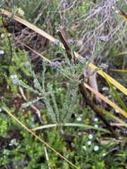 Comesperma