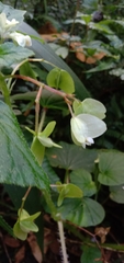 Begonia hirtella