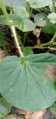 Begonia hirtella