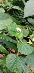Begonia hirtella