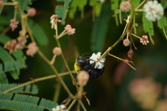 Xylocopa ruficornis