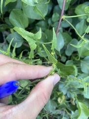 Patellifolia procumbens image