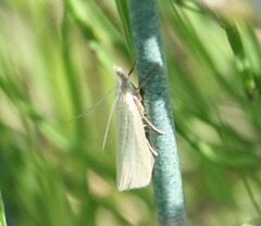 Crambus perlella