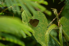 Surendra quercetorum