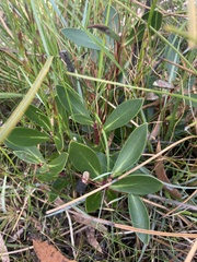 Tasmannia lanceolata