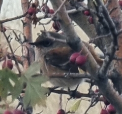 Phoenicurus erythronotus